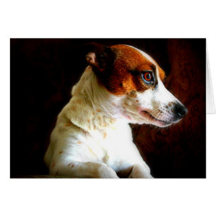 Jack Russell-portret