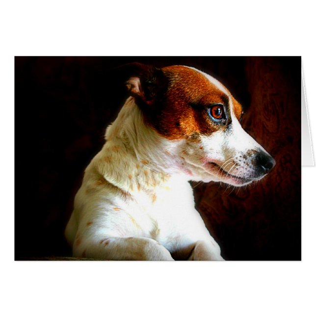 Jack Russell-portret (Voorkant Horizontaal)