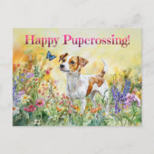Jack Russell Postcrossing - Briefkaart (Voorkant)