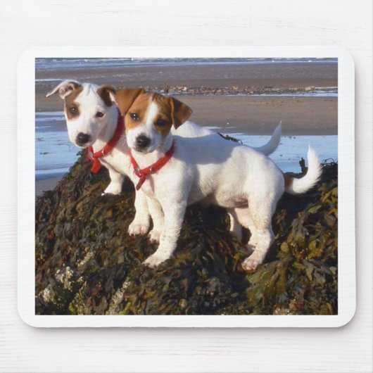 Jack Russell Puppies Muismat (Voorkant)