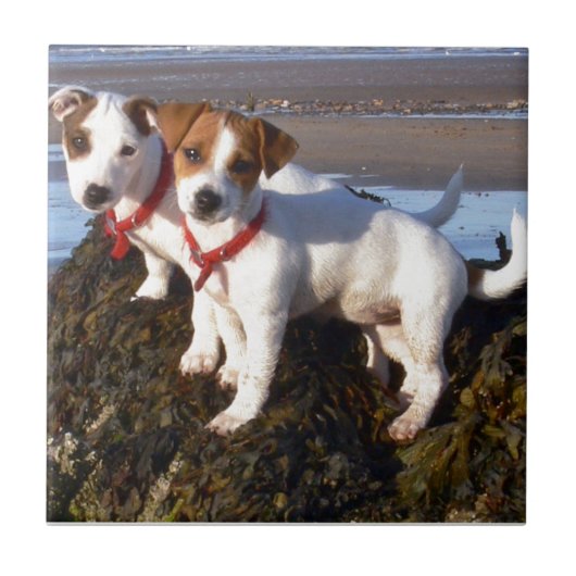 Jack Russell Puppies Tegeltje (Voorkant)