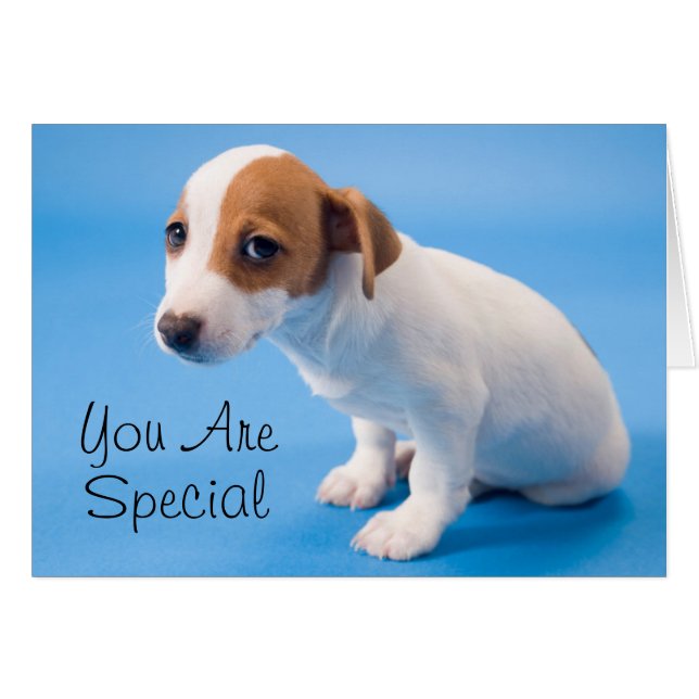 Jack Russell Puppy (Voorkant Horizontaal)