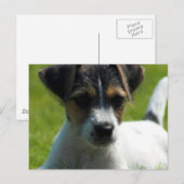 Jack Russell Puppy Briefkaart (Voorkant / Achterkant)
