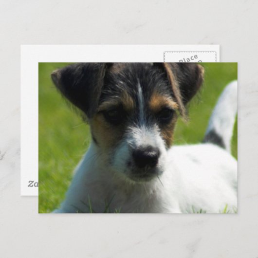 Jack Russell Puppy Briefkaart (Voorkant / Achterkant)
