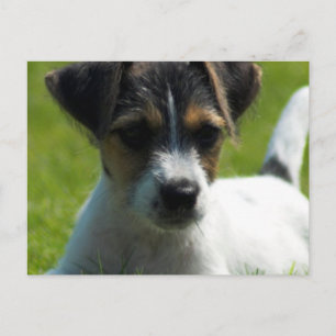 Jack Russell Puppy Briefkaart