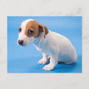 Jack Russell Puppy Briefkaart