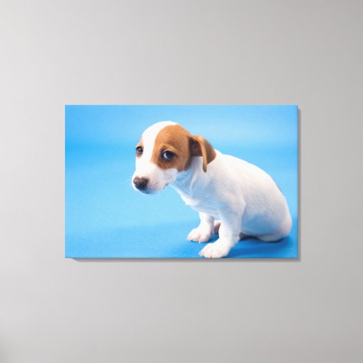 Jack Russell Puppy Canvas Afdruk (Voorkant)
