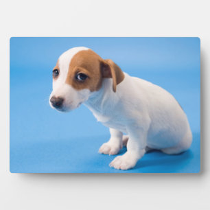Jack Russell Puppy Fotoplaat