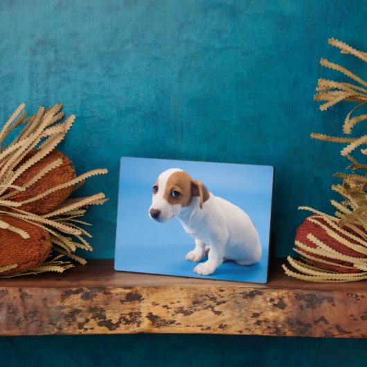 Jack Russell Puppy Fotoplaat (Zijkant)