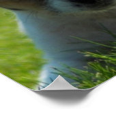 Jack Russell Puppy Poster Print (Hoek)