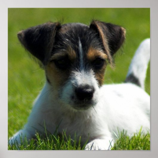 Jack Russell Puppy Poster Print (Voorkant)