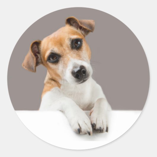 Jack Russell Puppy Sweet Schattig Baby Jack Ronde Sticker (Voorkant)