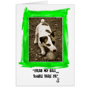 Jack Russell Terrier