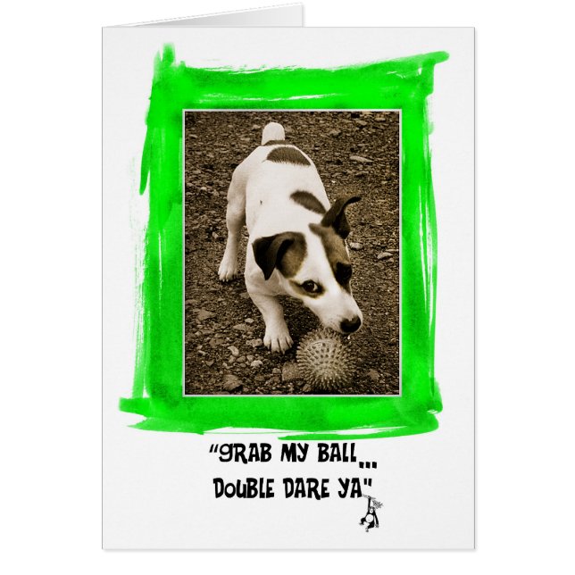 Jack Russell Terrier (Voorkant)
