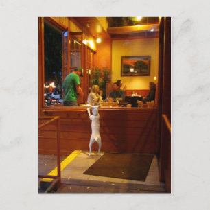 Jack Russell Terrier bij restaurantvenster Briefkaart