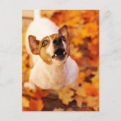 Jack Russell Terrier blaast en springt, herfst Briefkaart (Voorkant)