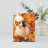 Jack Russell Terrier blaast en springt, herfst Briefkaart (Staand voorkant)