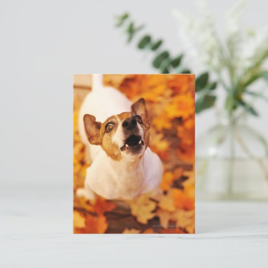 Jack Russell Terrier blaast en springt, herfst Briefkaart (Staand voorkant)