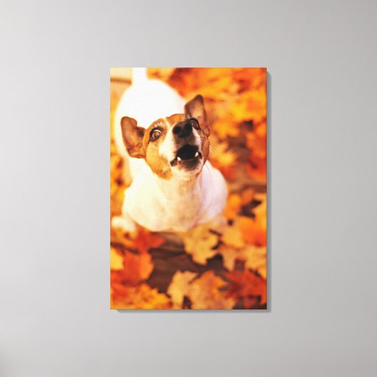 Jack Russell Terrier blaast en springt, herfst Canvas Afdruk (Voorkant)