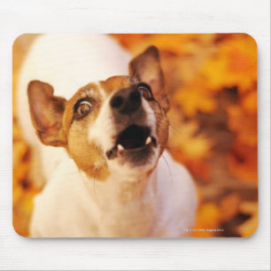 Jack Russell Terrier blaast en springt, herfst Muismat