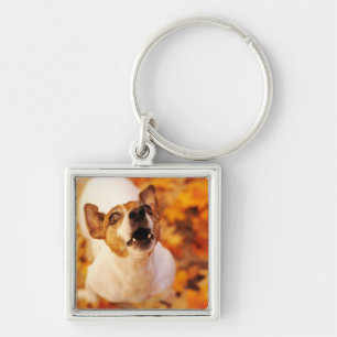 Jack Russell Terrier blaast en springt, herfst Sleutelhanger