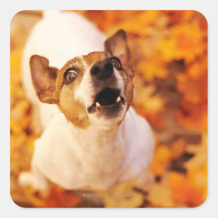 Jack Russell Terrier blaast en springt, herfst Vierkante Sticker