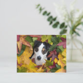 Jack Russell Terrier Briefkaart (Staand voorkant)