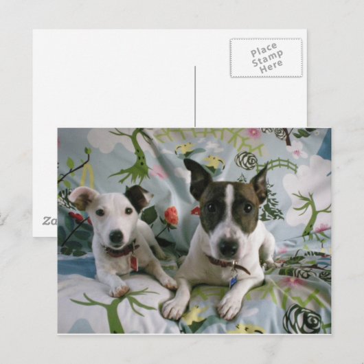 Jack Russell Terrier Briefkaart (Voorkant / Achterkant)