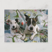 Jack Russell Terrier Briefkaart (Voorkant)
