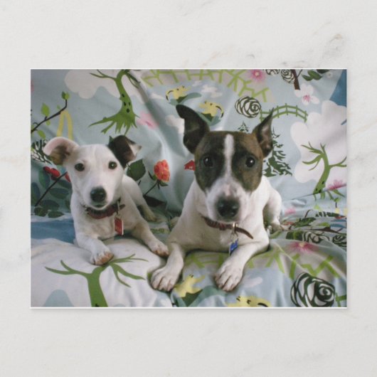 Jack Russell Terrier Briefkaart (Voorkant)