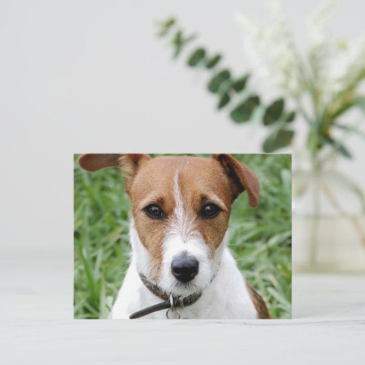 Jack Russell Terrier Briefkaart (Staand voorkant)