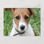 Jack Russell Terrier Briefkaart (Voorkant)