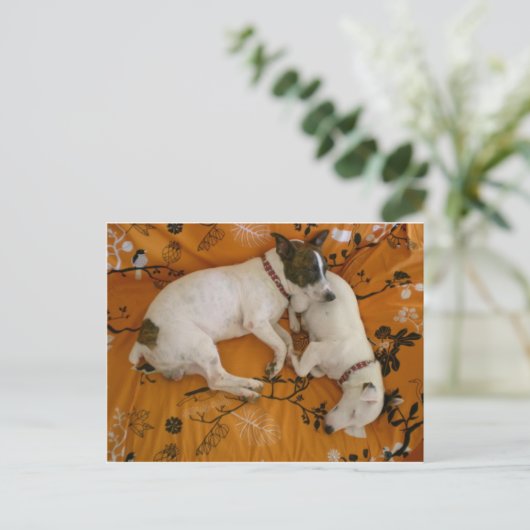 Jack Russell Terrier Briefkaart (Staand voorkant)