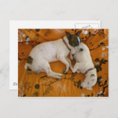 Jack Russell Terrier Briefkaart (Voorkant / Achterkant)
