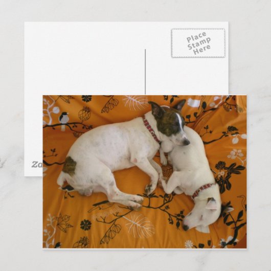 Jack Russell Terrier Briefkaart (Voorkant / Achterkant)