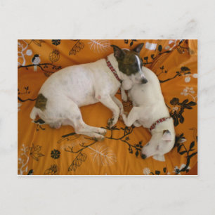 Jack Russell Terrier Briefkaart