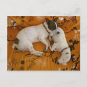 Jack Russell Terrier Briefkaart (Voorkant)