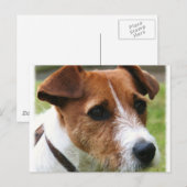 Jack Russell Terrier Briefkaart (Voorkant / Achterkant)