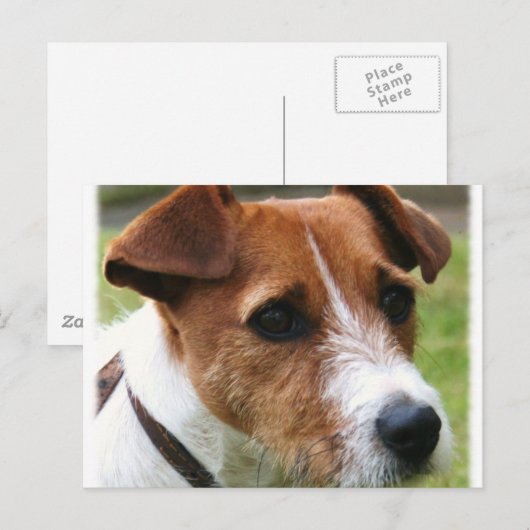 Jack Russell Terrier Briefkaart (Voorkant / Achterkant)