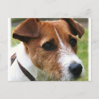 Jack Russell Terrier Briefkaart
