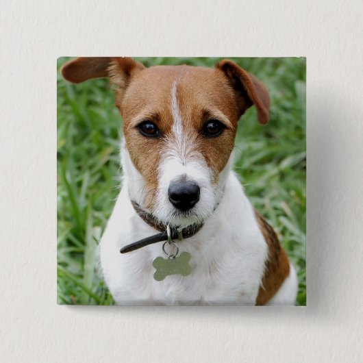 Jack Russell Terrier Button (Voorkant)