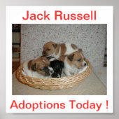 Jack Russell Terrier Dog Adoptions Today Sign Poster (Voorkant)