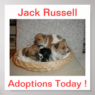 Jack Russell Terrier Dog Adoptions Today Sign Poster