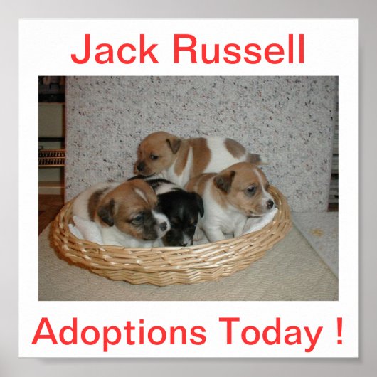 Jack Russell Terrier Dog Adoptions Today Sign Poster (Voorkant)