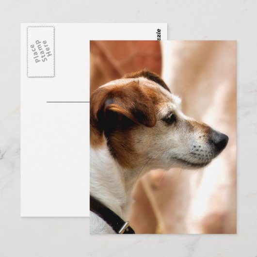 JACK RUSSELL TERRIER DOG BRIEFKAART (Voorkant / Achterkant)