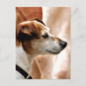 JACK RUSSELL TERRIER DOG BRIEFKAART (Voorkant)