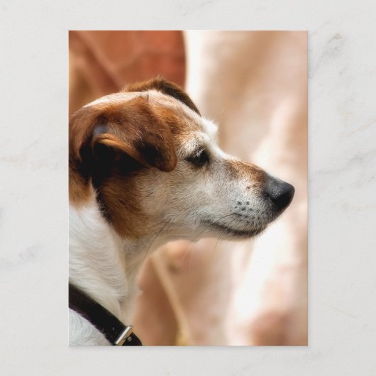 JACK RUSSELL TERRIER DOG BRIEFKAART (Voorkant)