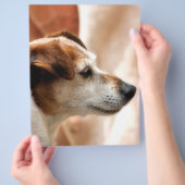 JACK RUSSELL TERRIER DOG FLYER (Hand)