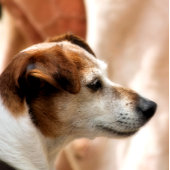 JACK RUSSELL TERRIER DOG FOTO AFDRUK