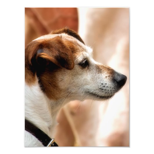 JACK RUSSELL TERRIER DOG FOTO AFDRUK (Voorkant)